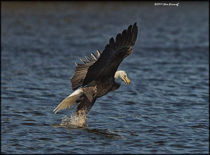_1SB8604 bald eagle catching fish.jpg